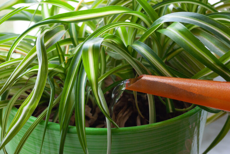 12 Warning Signs Your Spider Plant is Overwatered and How to Fix It