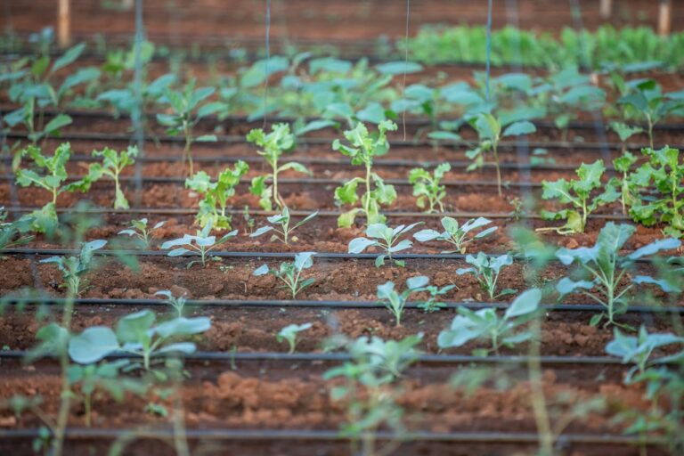 12 Easy Irrigation Solutions for Hot and Dry Climates