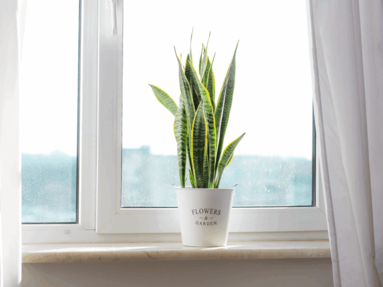 15 Houseplants That Handle January Light Like Champs