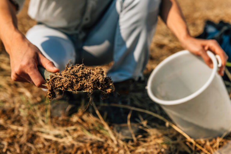 Understanding Soil Health: How to Test and Improve Your Garden’s Soil