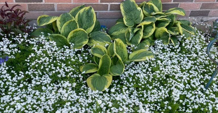 12 Best Walkable Ground Cover Plants