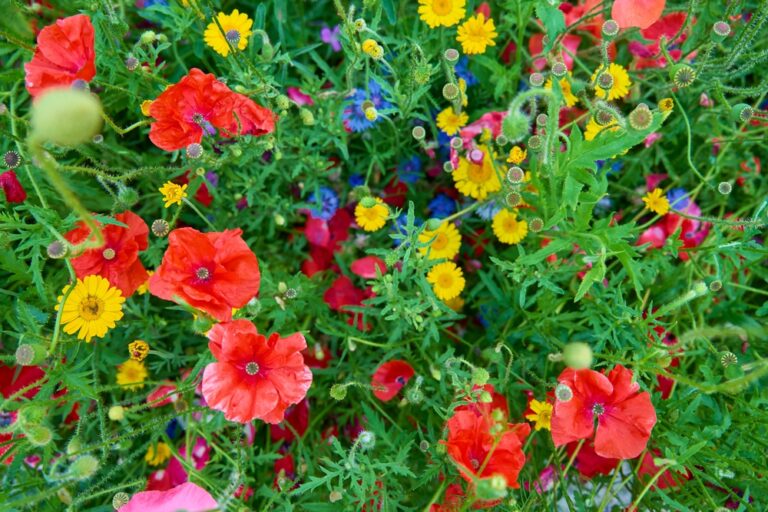 11 Easy Tips for Collecting Wildflower Seeds
