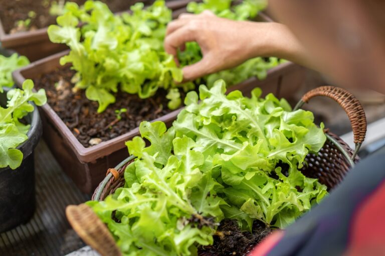 12 Tips for Growing Organic Vegetables at Home
