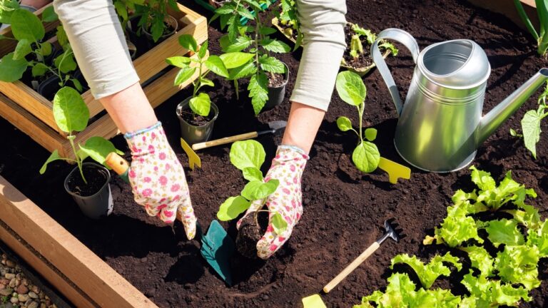 How to Build a Raised Bed Garden for Easier Planting and Better Drainage