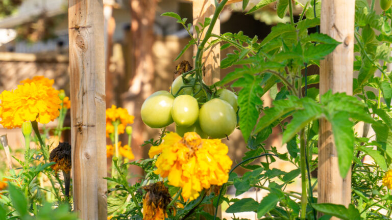 The Role of Companion Planting: How Certain Plants Can Help Each Other Thrive