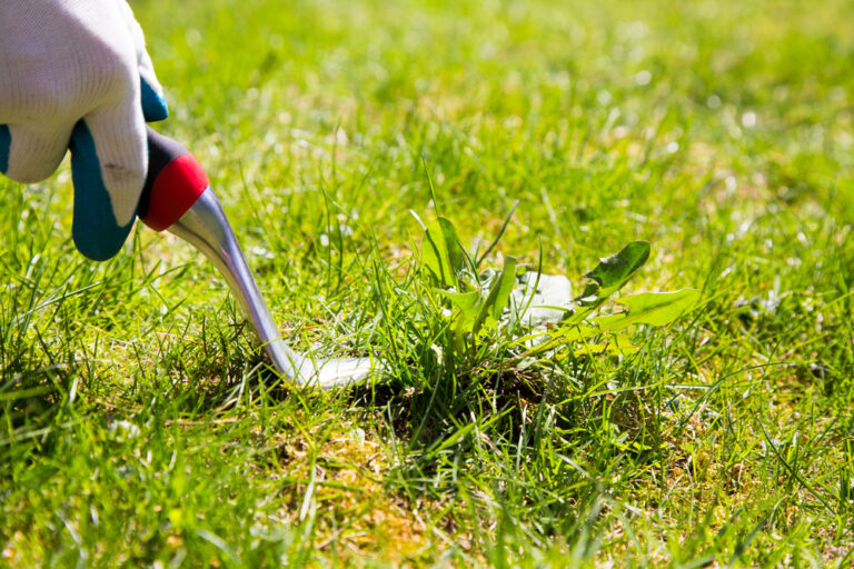 The Best Way to Control Weeds Without Harmful Chemicals