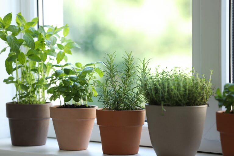 How to Grow Herbs Indoors: Tips for Fresh Seasonings Year-Round