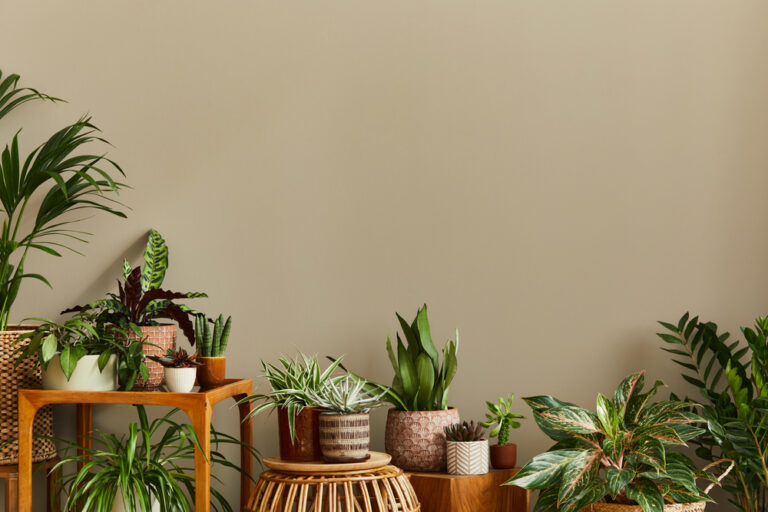 Everything You Need to Know About Growing and Caring for Indoor Plants