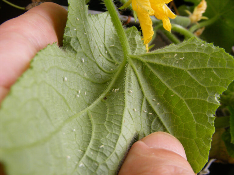 Dealing with Garden Pests: Natural Solutions to Protect Your Plants