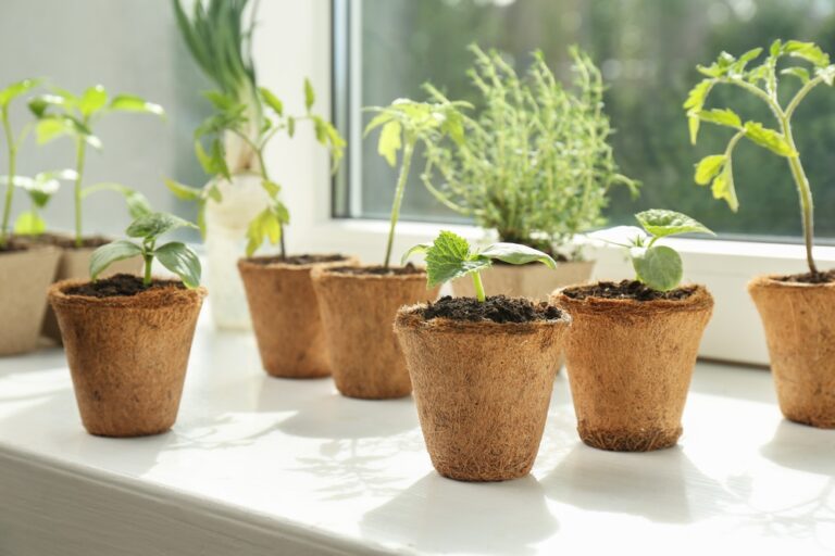 10 Indoor Seedling Problems That Show Up in Late Winter and How To Fix Them