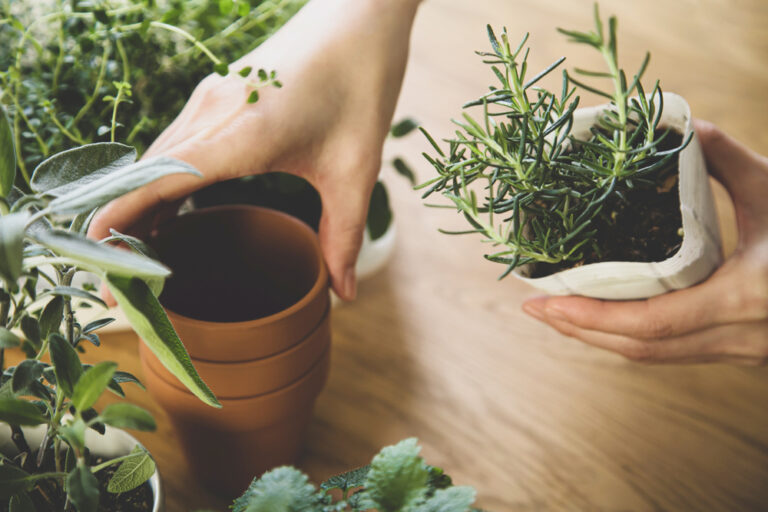 10 Easy Herb Garden Ideas for Beginners