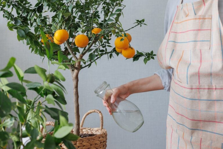 8 Citrus Trees Perfect for Growing Inside Your Home