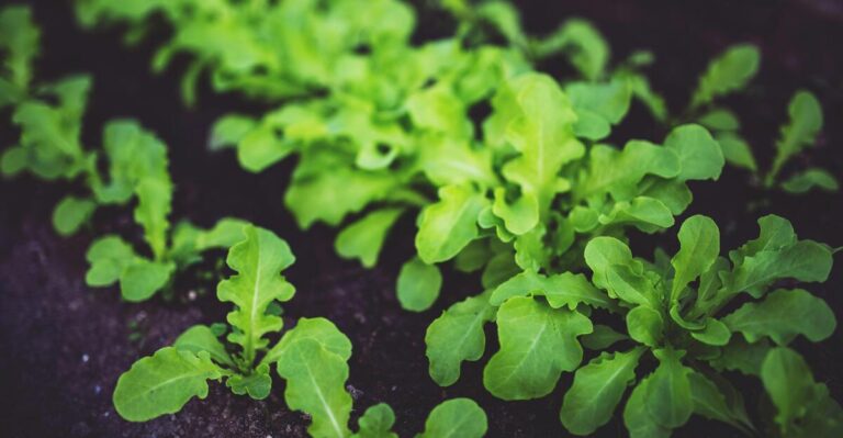11 Fast-Growing Fruits and Vegetables for Quick Results