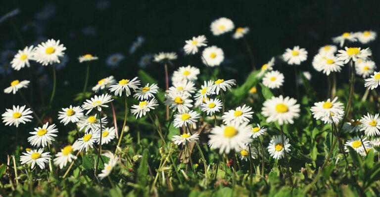 13 Healing Plants You Should Add To Your Home