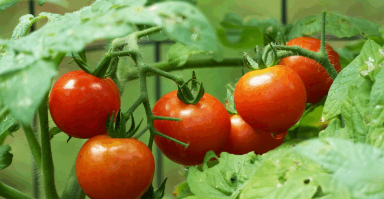 18 Vegetables to Grow for a Continuous Harvest