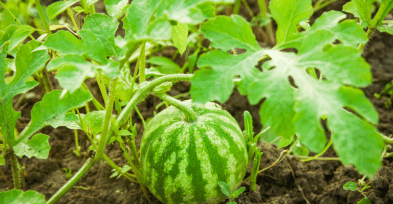20 Companion Plants That Help Your Watermelon Grow Sweet and Strong