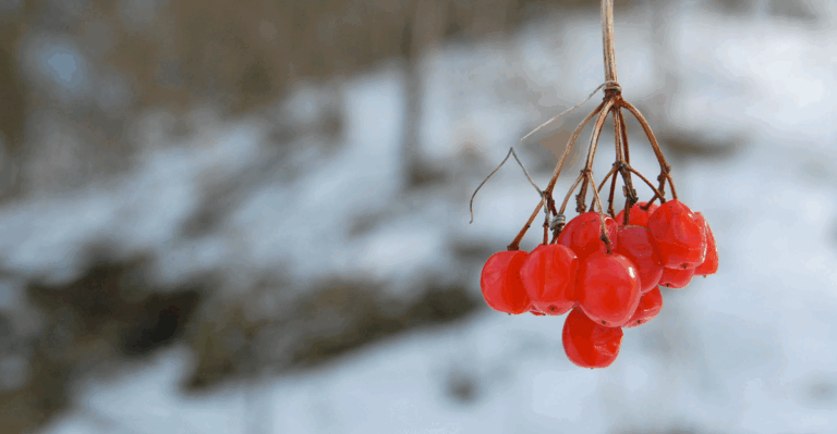18 Best Fruits to Grow in Cold Climates