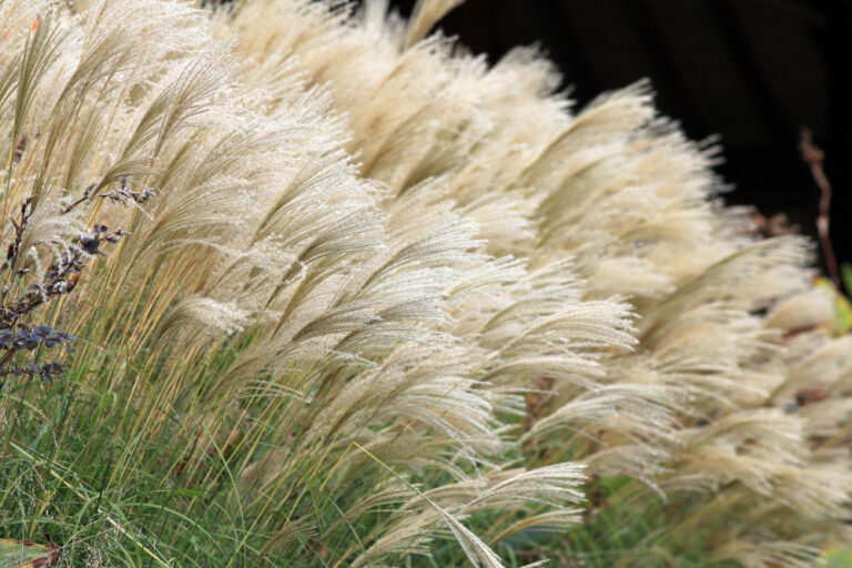 11 Surprising Things in Your Yard That Could Be Drawing in Snakes