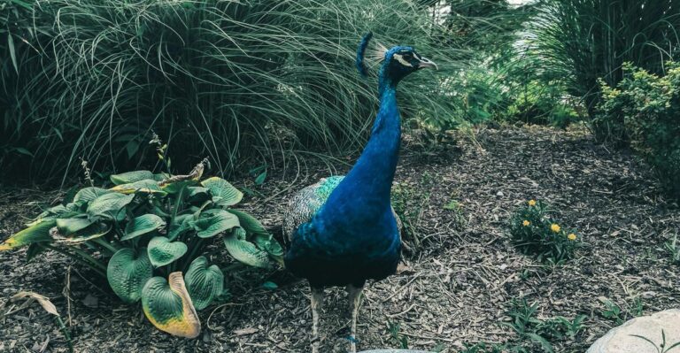 12 Birds You Do Not Want Near Your Garden and Why They Can Be Harmful
