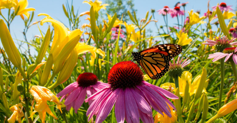 12 Rare Butterflies That Return in Spring and the Parks That Protect Them