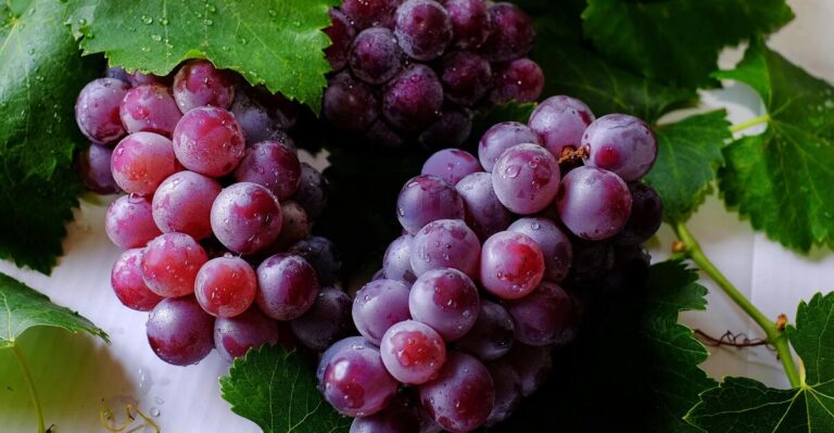 11 Fruit Plants Perfect for Container Gardening