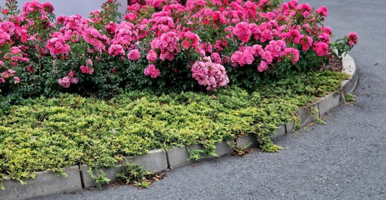 12 Benefits of Adding Ground Cover Plants to Your Yard