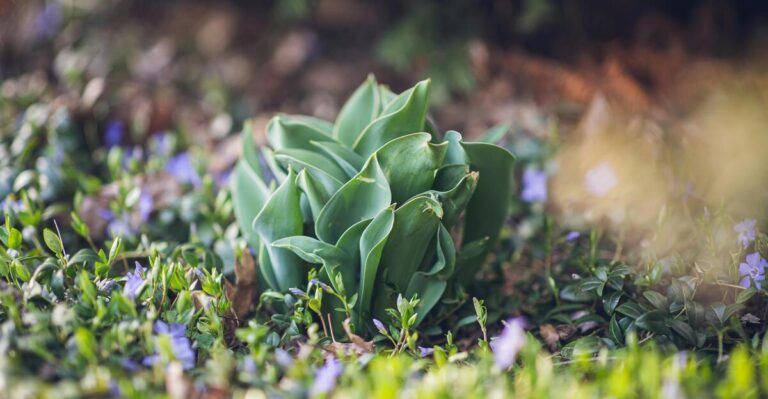 13 Hostas Tolerant of Sunny Conditions