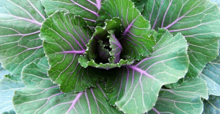20 Vegetables That Thrive in Shaded Gardens