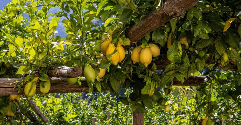 10 Delicious Lemon Types Every Orchard Should Have