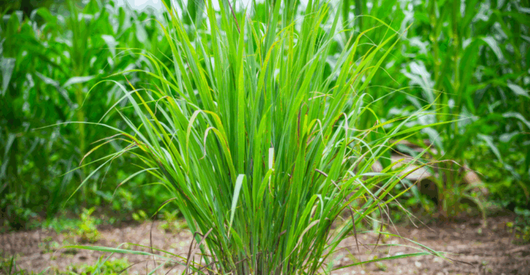19 Great Reasons to Add Lemongrass to Your Garden