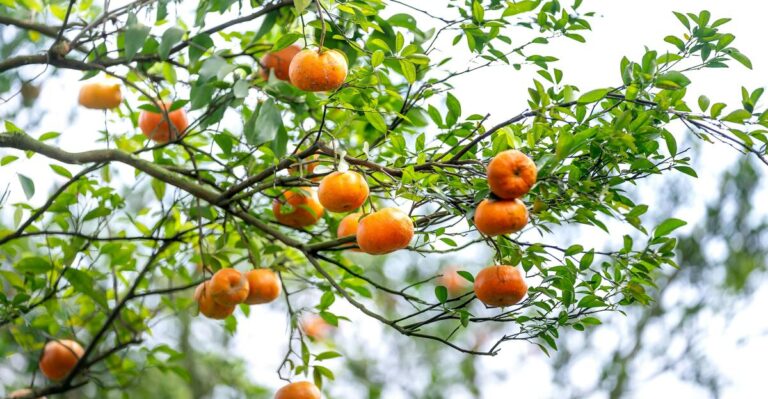 20 Best Fruits to Grow in Your Backyard Year-Round