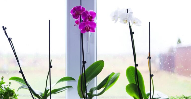 17 Exotic Indoor Plants That Will Make Your Home Stand Out