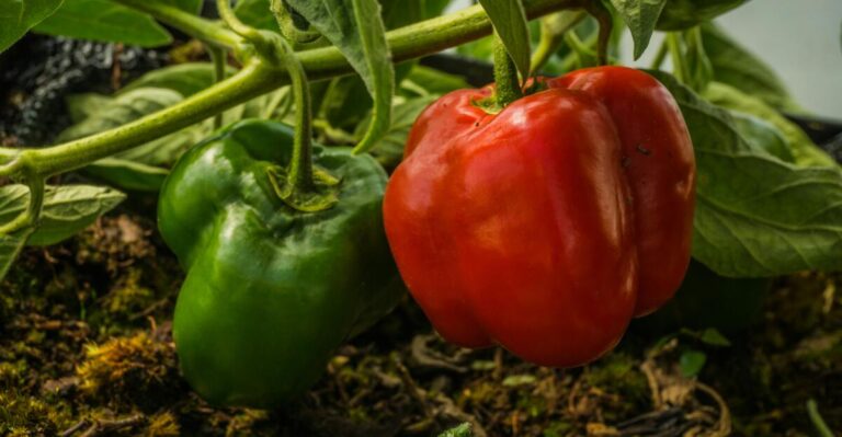14 Pepper Varieties Perfect for Your Vegetable Garden