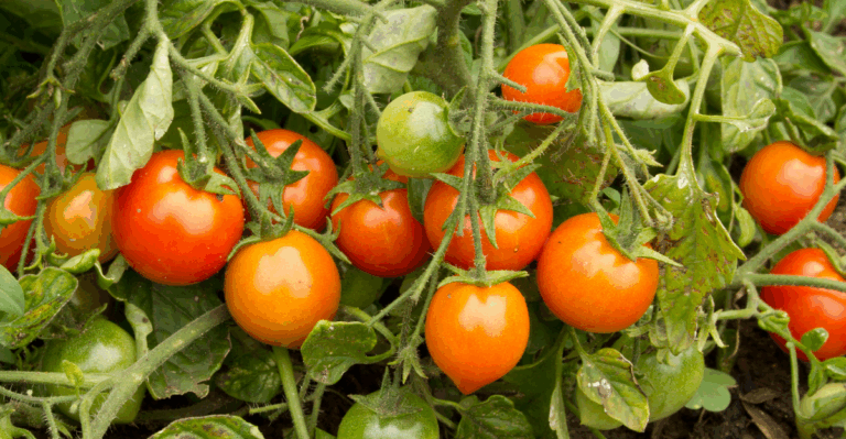 15 Common Mistakes to Avoid When Growing Tomatoes