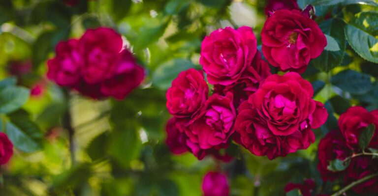 16 Classic Flowers for a Beautifully Traditional Garden