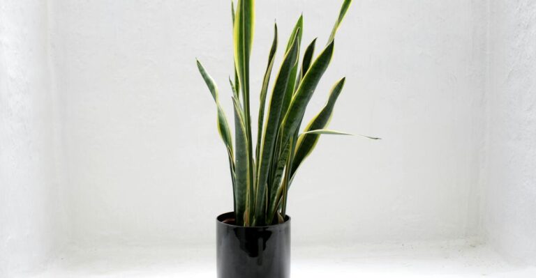 13 Ways You’re Accidentally Killing Your Snake Plant