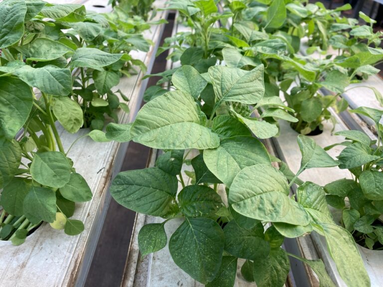 14 Best Plants to Grow in a Hydroponic Garden