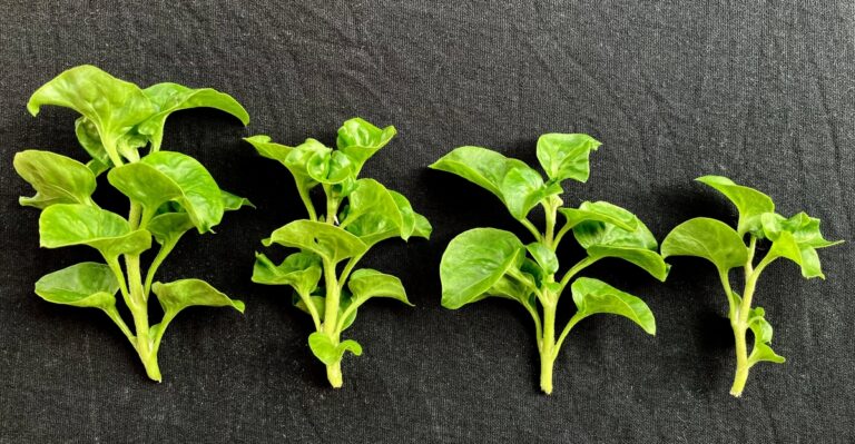 The 13 Best Methods For Growing Spinach Indoors