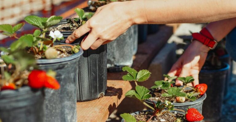 Top 11 Secrets For Growing Your Best Strawberries Yet