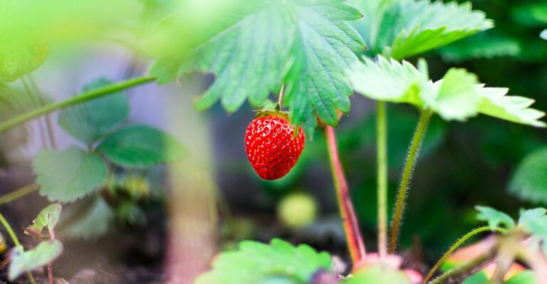 14 Fruit-Bearing Plants Perfect for Urban Gardens