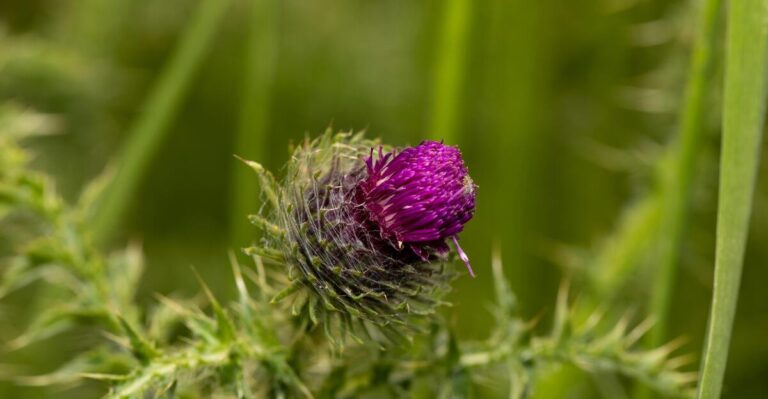 11 Eye-Catching Plants to Bring Goldfinches to Your Garden Quickly