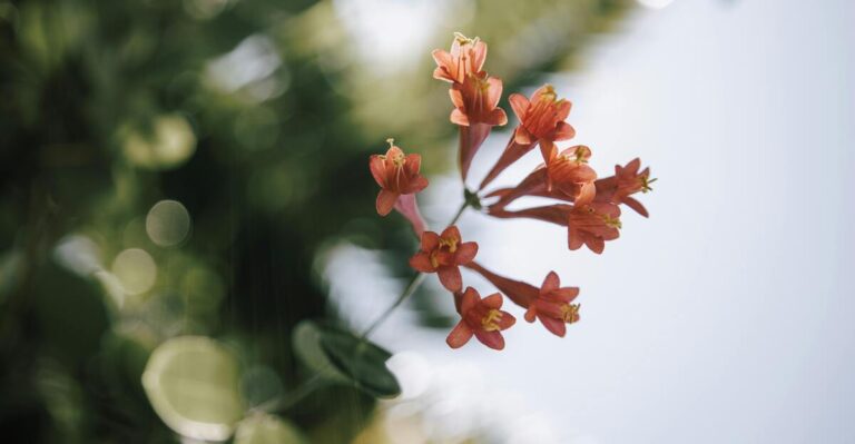 14 Nectar-Rich Native Plants For Attracting Hummingbirds