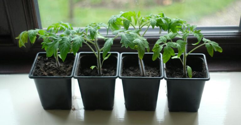 11 Vegetables You Can Grow Indoors All Year Long
