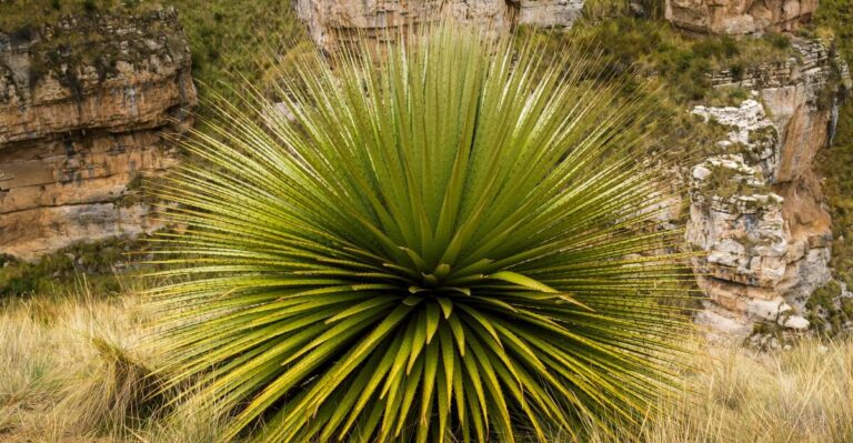 14 Durable Plants That Do Well in Hot and Cold Climates