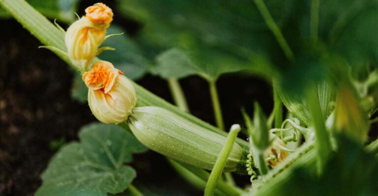 12 Space-Saving Tips for Growing Zucchini Vertically