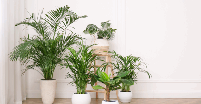 18 Stunning Plants That Thrive in Windowless Offices