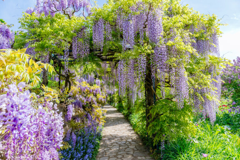 12 Native Vines to Grow for a Pollinator-Friendly Garden