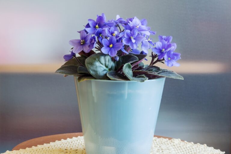 14 Flowering Plants That Bring Color to Winter Rooms
