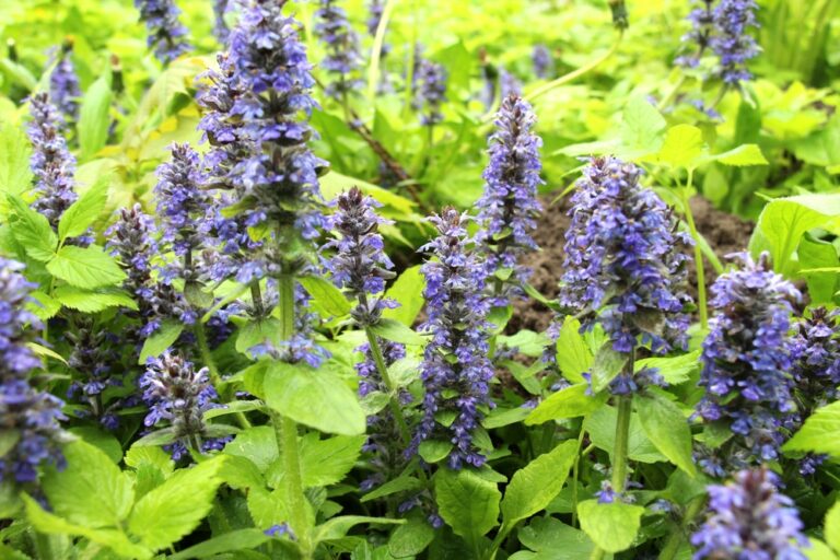 12 Groundcovers That Spread Nicely in Cool Weather