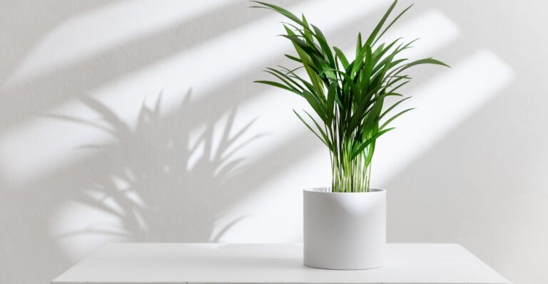 18 Amazing Houseplants That Absorb Everyday Radiation